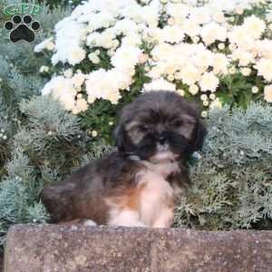 Barley, Lhasa Apso Puppy